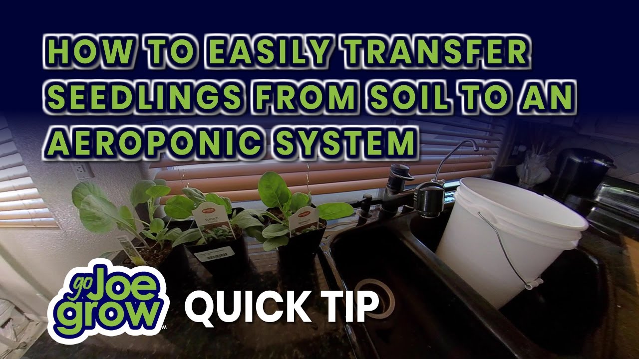 Quick Lesson - How to Easily Transfer Seedlings from Soil to an Aeroponic or Hydroponic Grow System