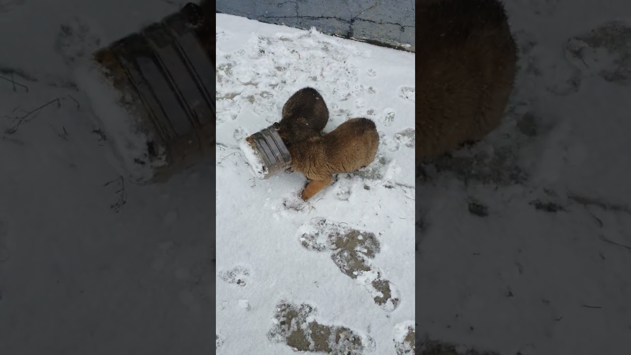 The Unforgettable Moment When I Fed Homeless Puppies