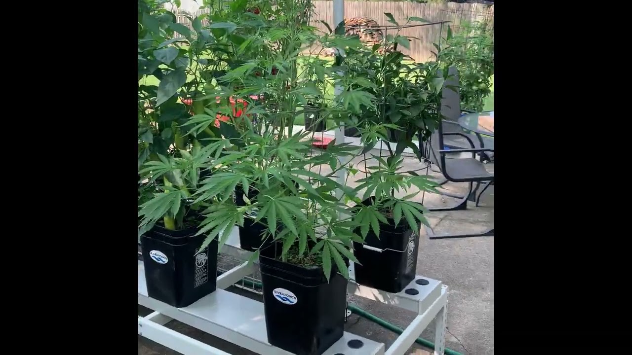 Growing Cannabis In Your Vegetable Garden