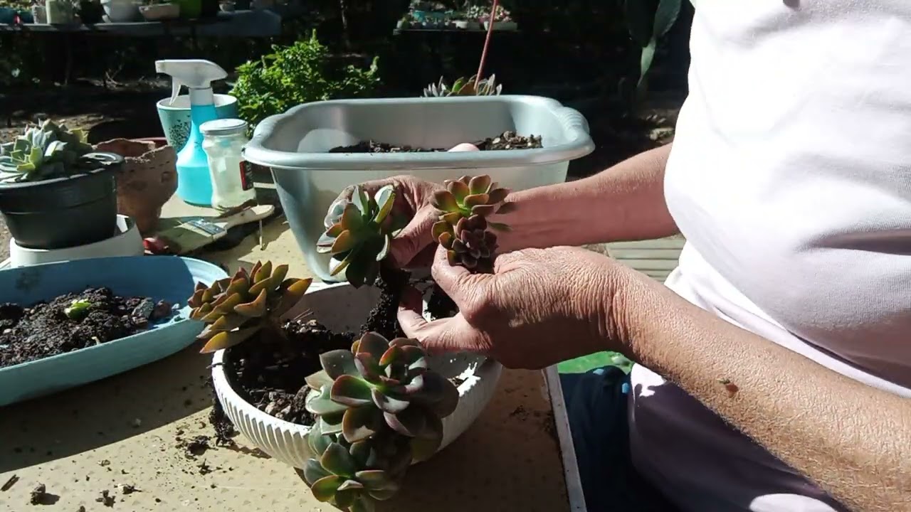 Dando Más Espacio a Algunas Echeverias!!!😁😁😁