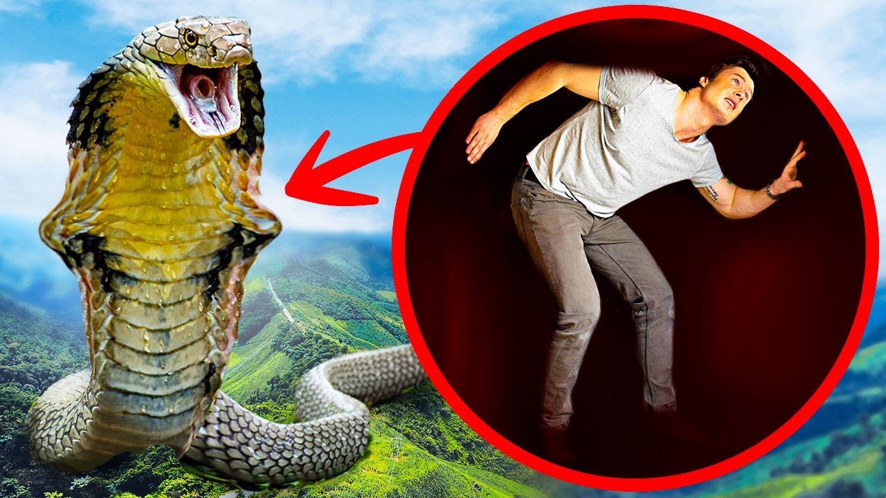 E Se Il Più Grande Serpente Mai Esistito Ti Inghiottisse Tutto Intero?