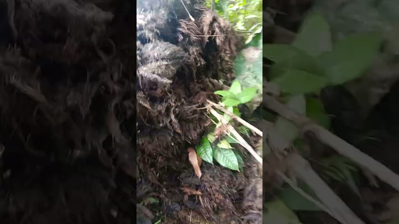 Mencar sayur jamur sawit enak tenan 