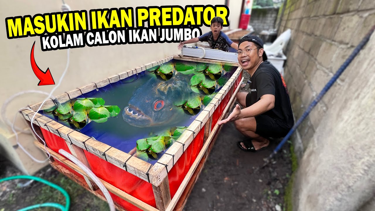 EDAN!! AKHIRNYA IKAN PREDATOR MASUK KOLAM BARU BOS BOS QU??