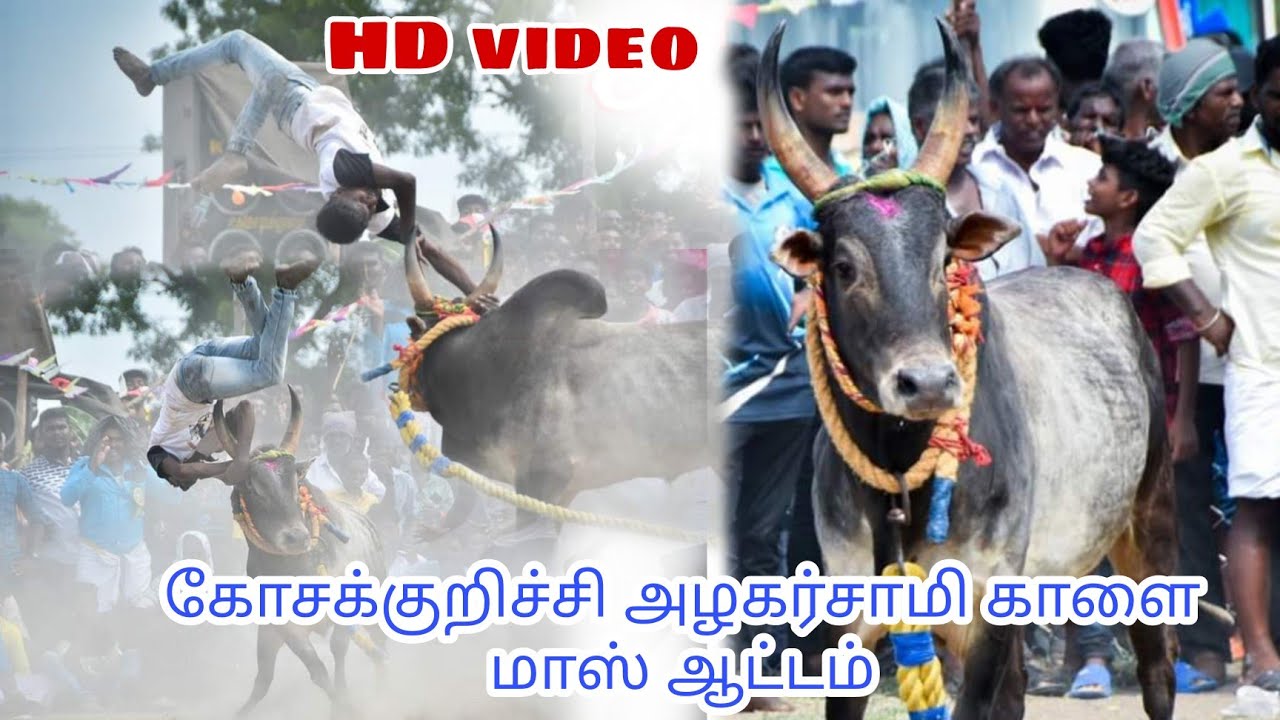 P.கொடிக்குளம் வடம் கோசகுறிச்சி அழகர்சாமி காளை VS சக்கந்தி பயமறியா கண்ணன்  தம்பி குழு மாஸ் ஆட்டம்