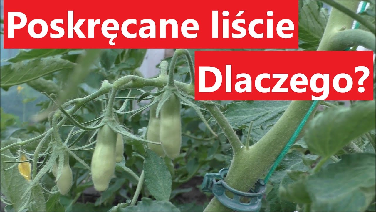 Dlaczego liście Pomidorom skręcają  się i przebarwiają na żółto.