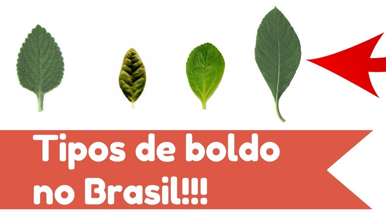 Quais S&atilde;o os tipos de boldo, aprenda e n&atilde;o erre nunca mais!