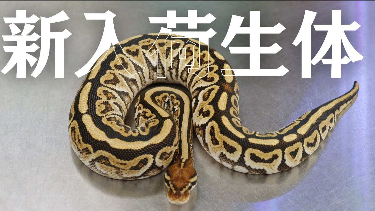 【新入荷情報】珠玉のボールパイソンを見せます!!