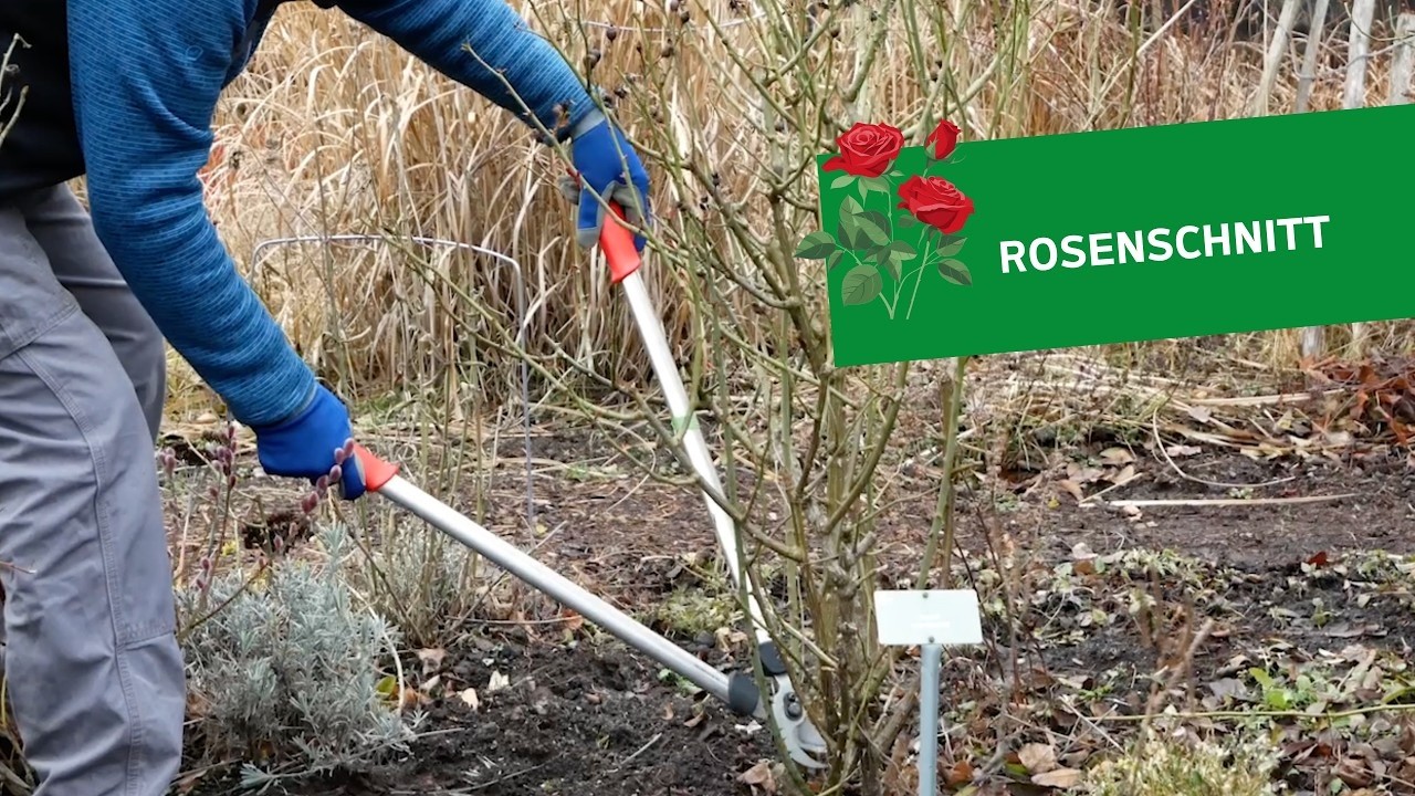 Rosenschnitt im Frühjahr ✂️🌹 Beet-, Edel- und Strauchrosen richtig schneiden