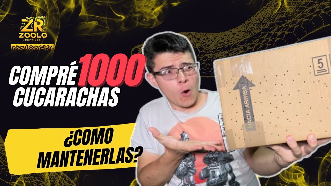 Tips para mantener cucaracha LOBSTER