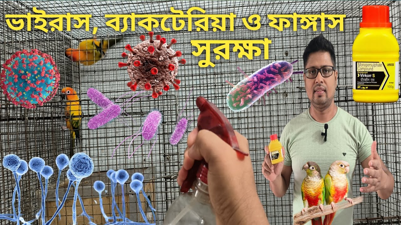 How to protect your bird from virus bacteria & fungal infection/ Disinfectant Virkon S Uses for bird