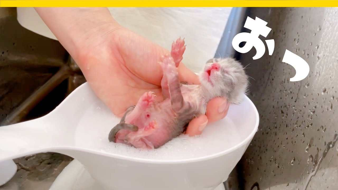 子猫のはじめてのシャンプー★うんちとかでいろいろ汚れていたのでお風呂に入りました【保護猫生活3日目】