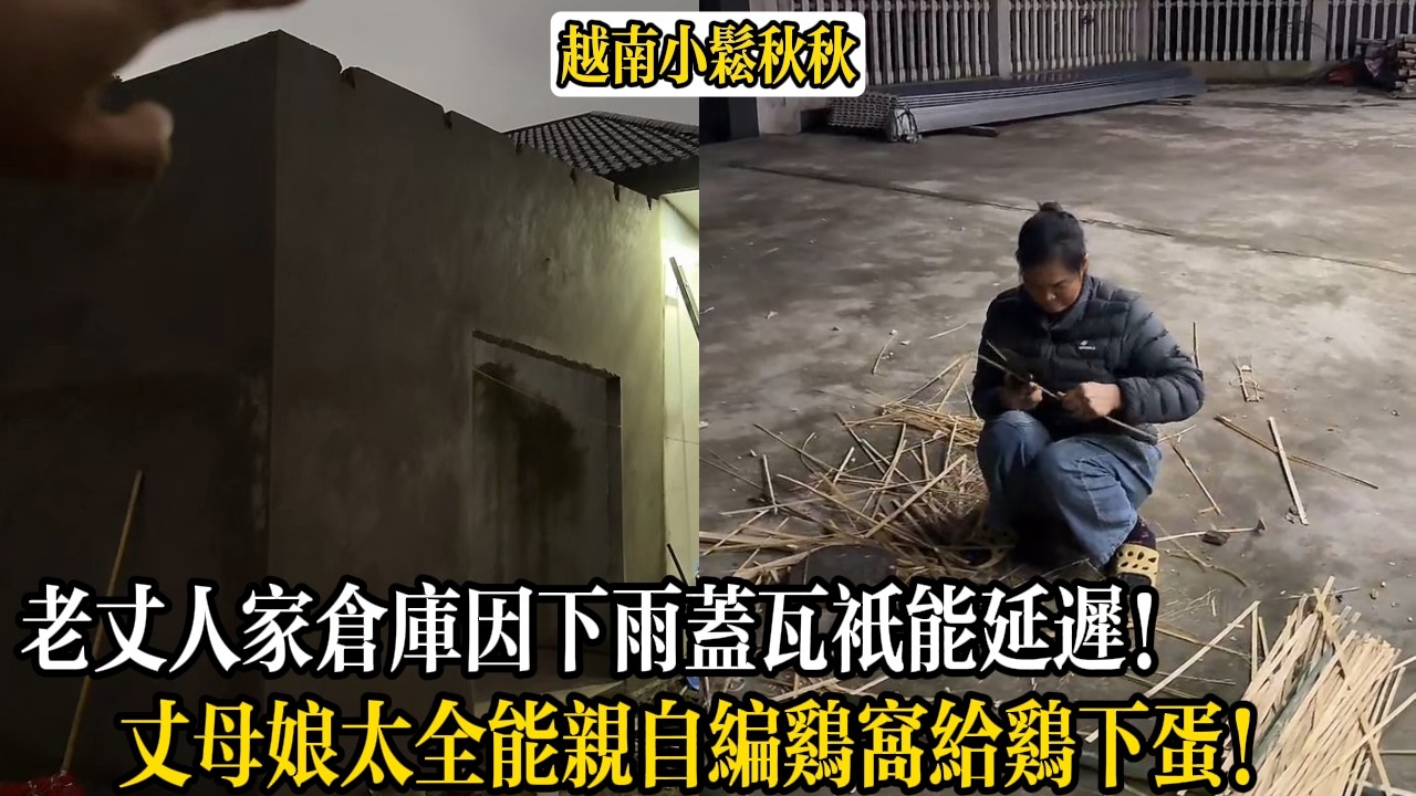 老丈人家倉庫因下雨蓋瓦只能延遲！丈母娘太全能親自編雞窩給雞下蛋！【小松秋秋生活日常】