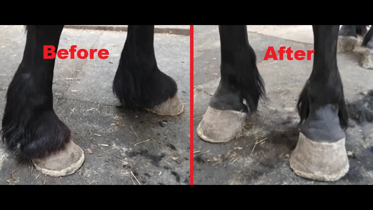 Clipping legs of Uniek the Friesian Horse. How and why?