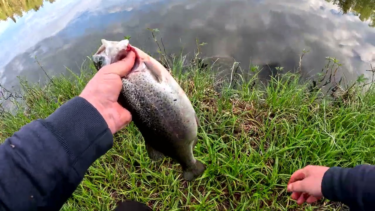 large trout on shrimp