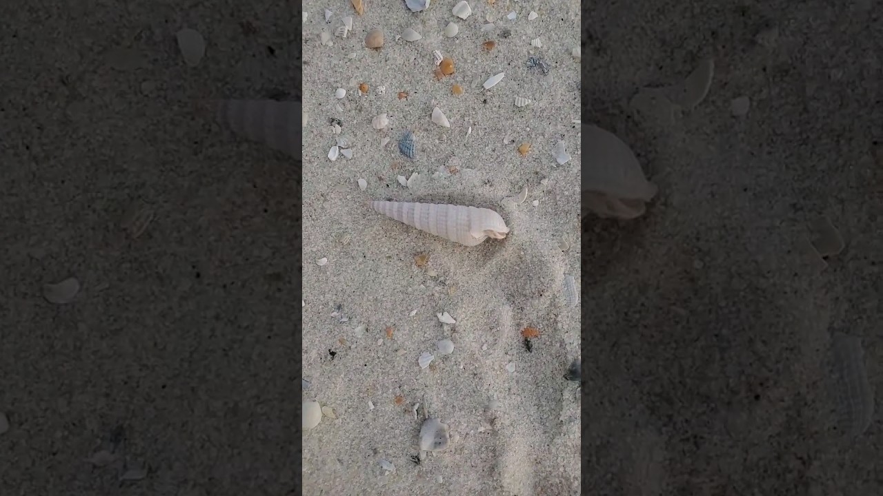 Found Some Amazing Seashells In Orange Beach AL #beach #beachlife #shells #adventure #treasure