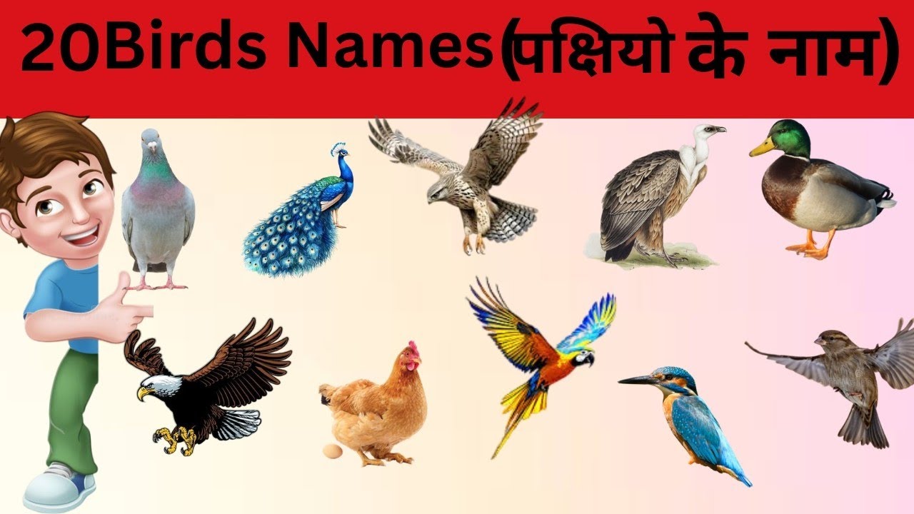 20 Birds Names🦅🦆 And Sounde Fascinating Birds🦉🐧(20 पक्षियो के नाम)🐦️🦃