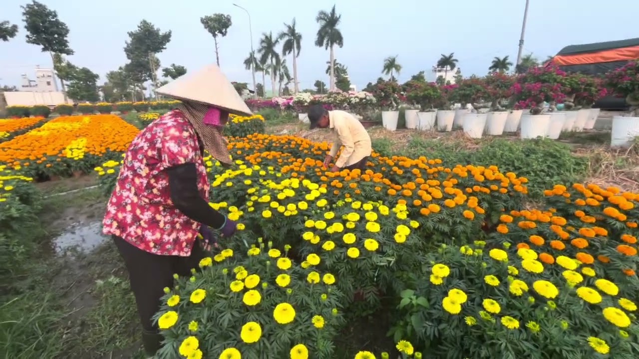 Vườn Hoa Vạn Thọ Trúng Giá Cao Nhà Vườn Vui Mừng 