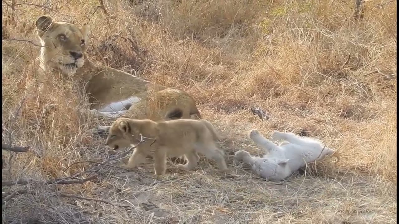 Lioness mom and her cute cub's