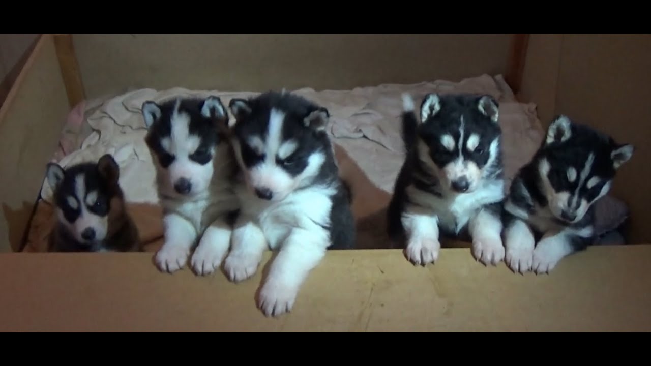 HuskyWelpen 05.01.2016