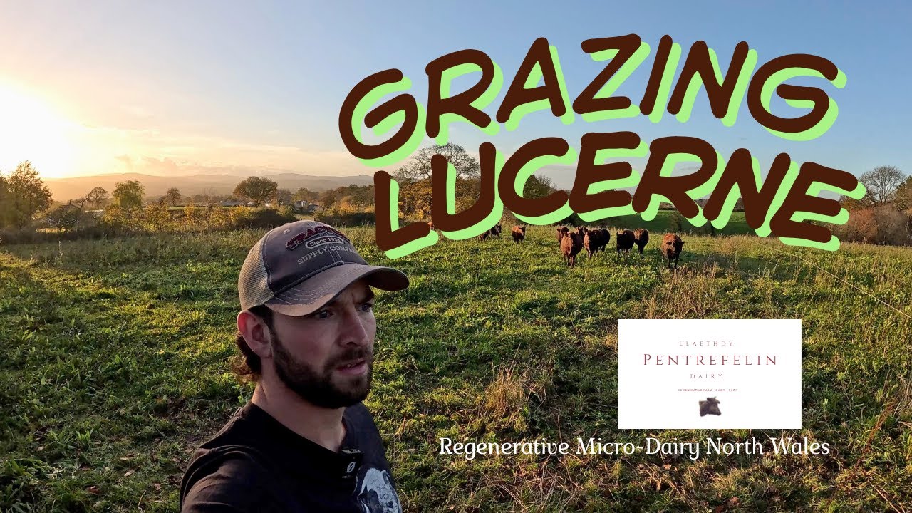 How to Graze Lucerne (Alfalfa) | Regenerative Dairy Farming in the UK