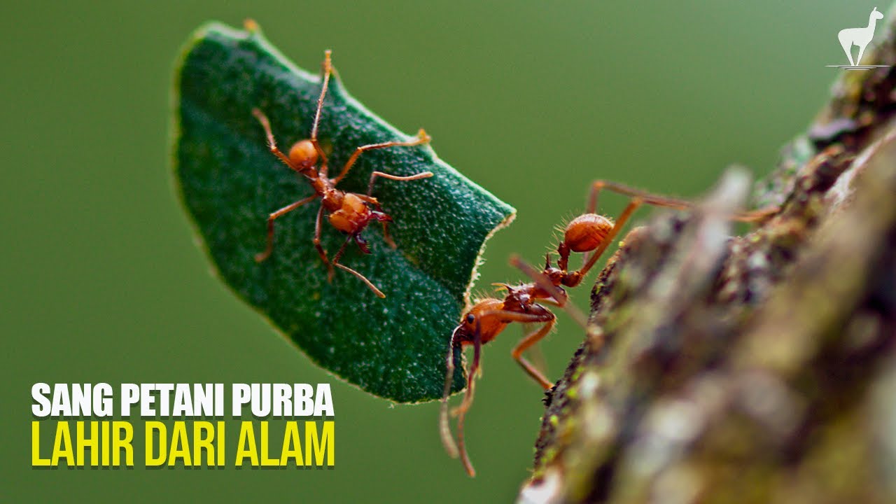 Semut Pemotong Daun: Petani Jamur Purba yang Lahir dari Alam
