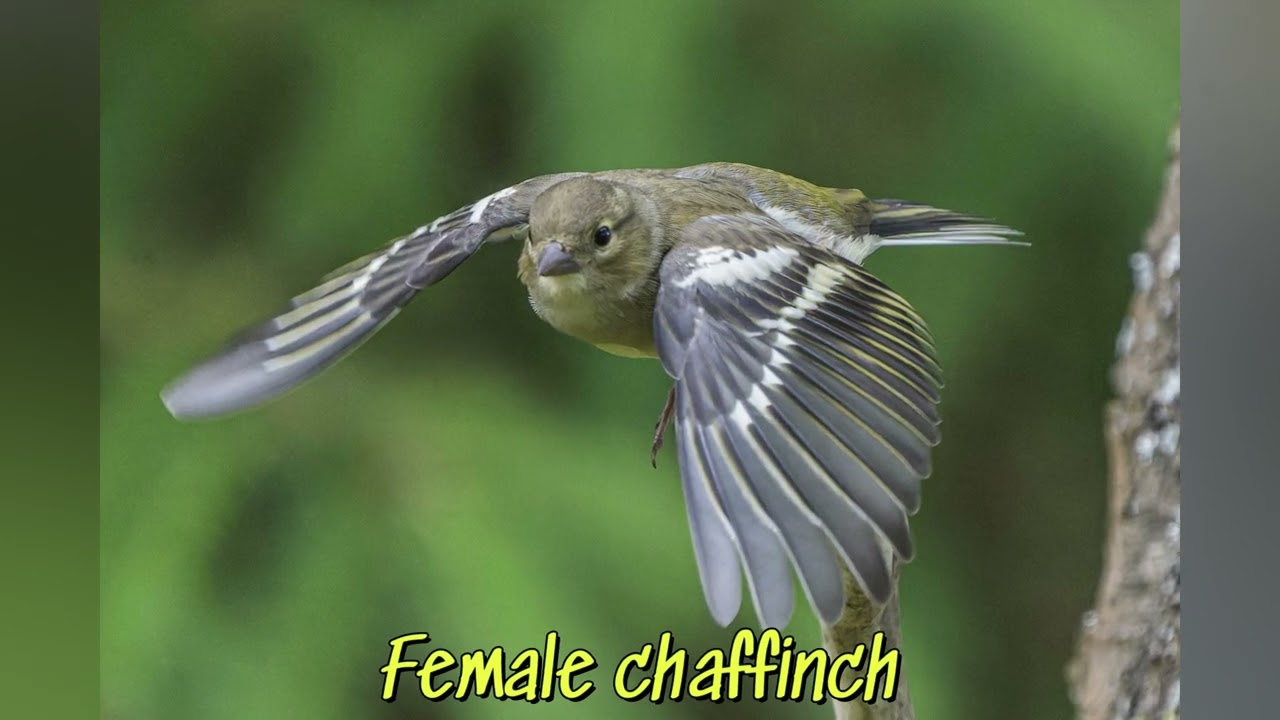 june wildlife slideshow, Dumfries and Galloway, part two of three