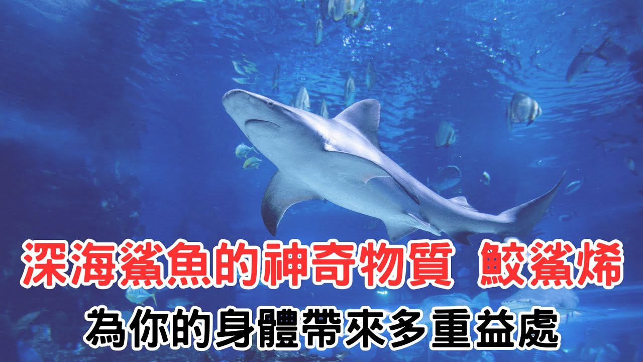 深海鯊魚的神奇物質 鮫鯊烯，為你的身體帶來多重益處