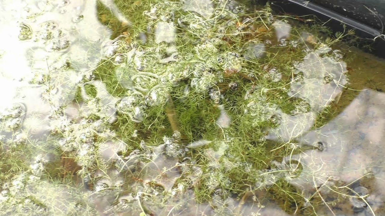 【食中植物】コタヌキモ（小狸藻）：Flatleaf bladderwort(Intermediate bladderwort)