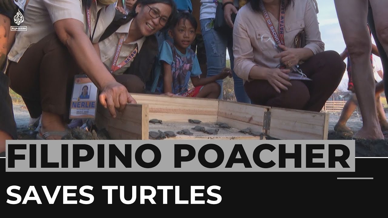 Reformed Filipino poachers help save endangered turtles