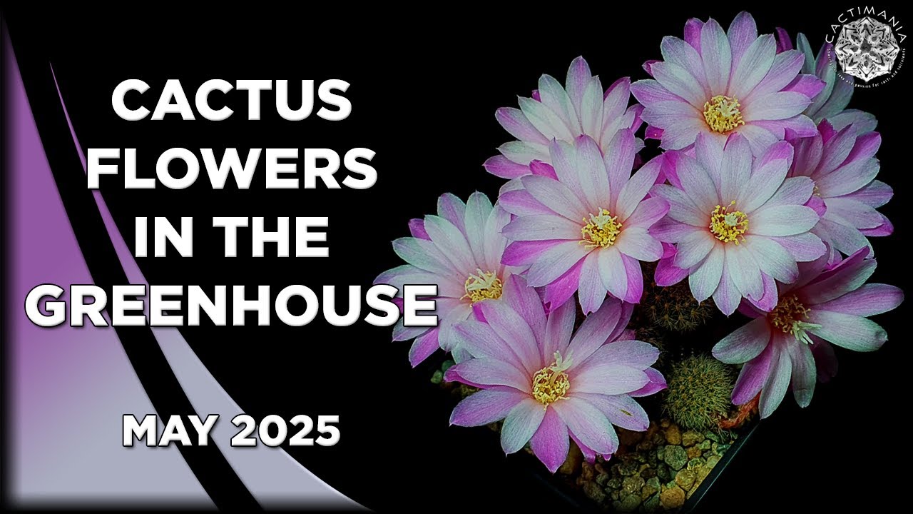 Cactus Flowers in the Greenhouse - May 2025 | #Cactus & #Succulent Collection
