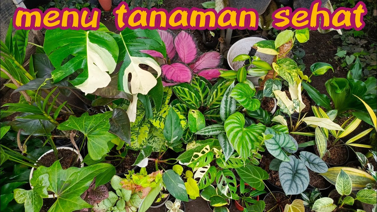 seller tanaman hias termurah siap melayani sepenuh hati 🤠