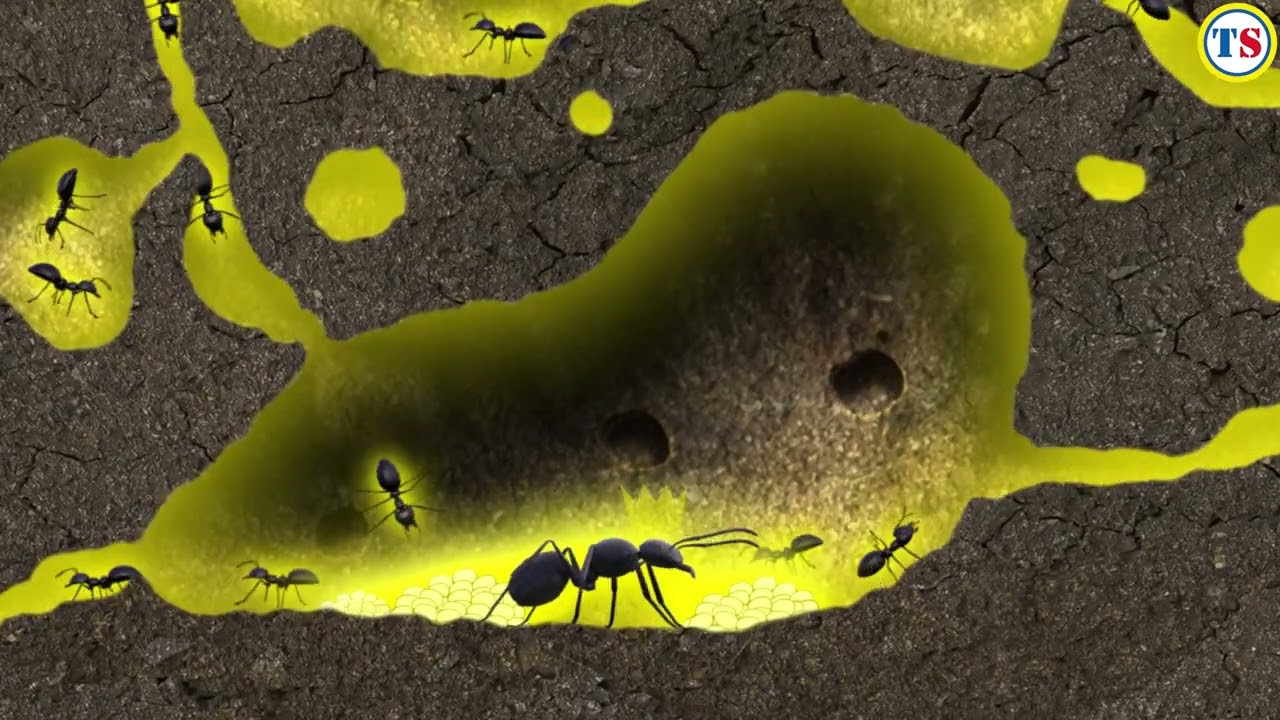 Nope! Ant Killer Bait Station | Toolstation