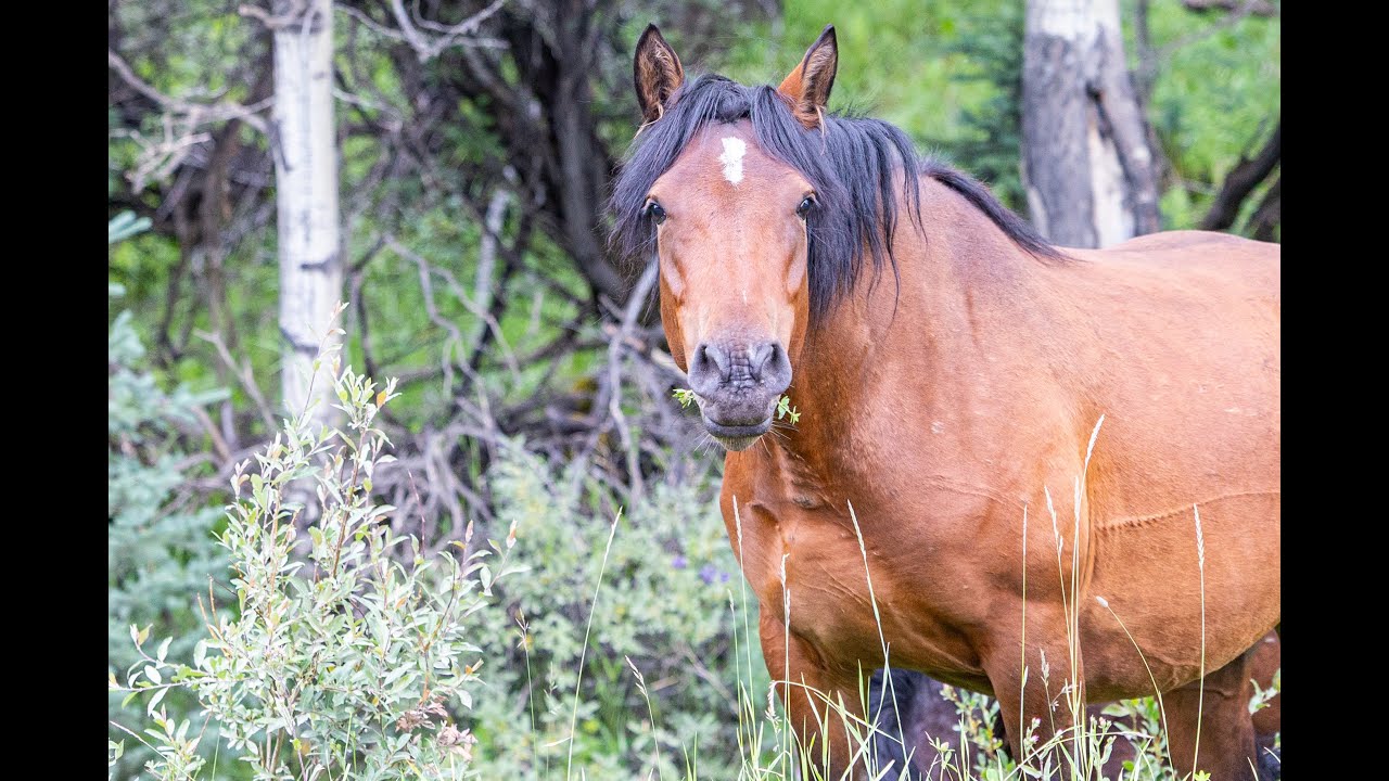 Wild Horses III