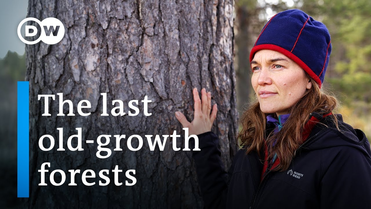 Can Lapland’s primeval forests be saved? | DW Documentary