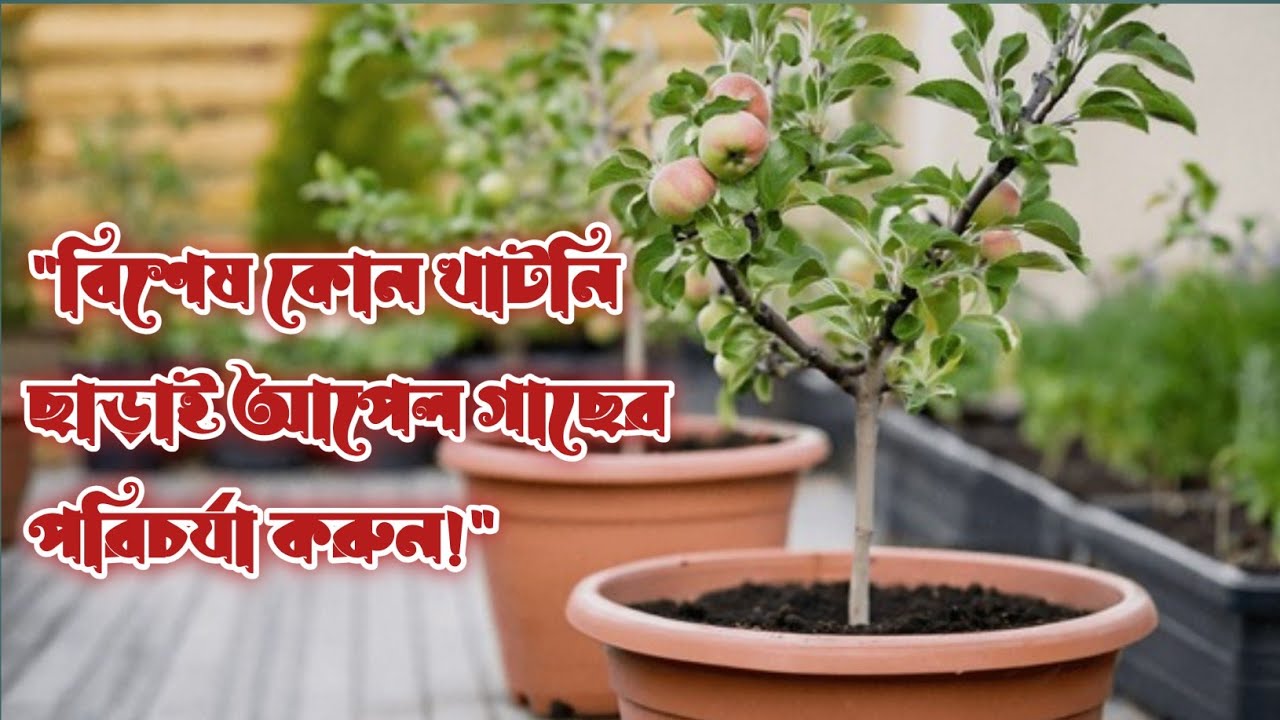 আপেল গাছের পরিচর্যা করুন খুব সহজেই || How to care apple tree easily||