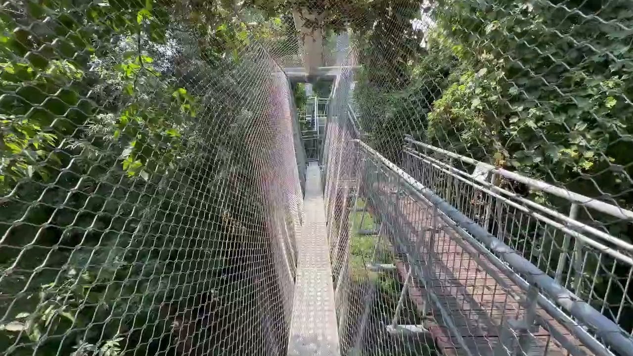 Mak&oacute;i Lombkorona S&eacute;t&aacute;ny  Maros part