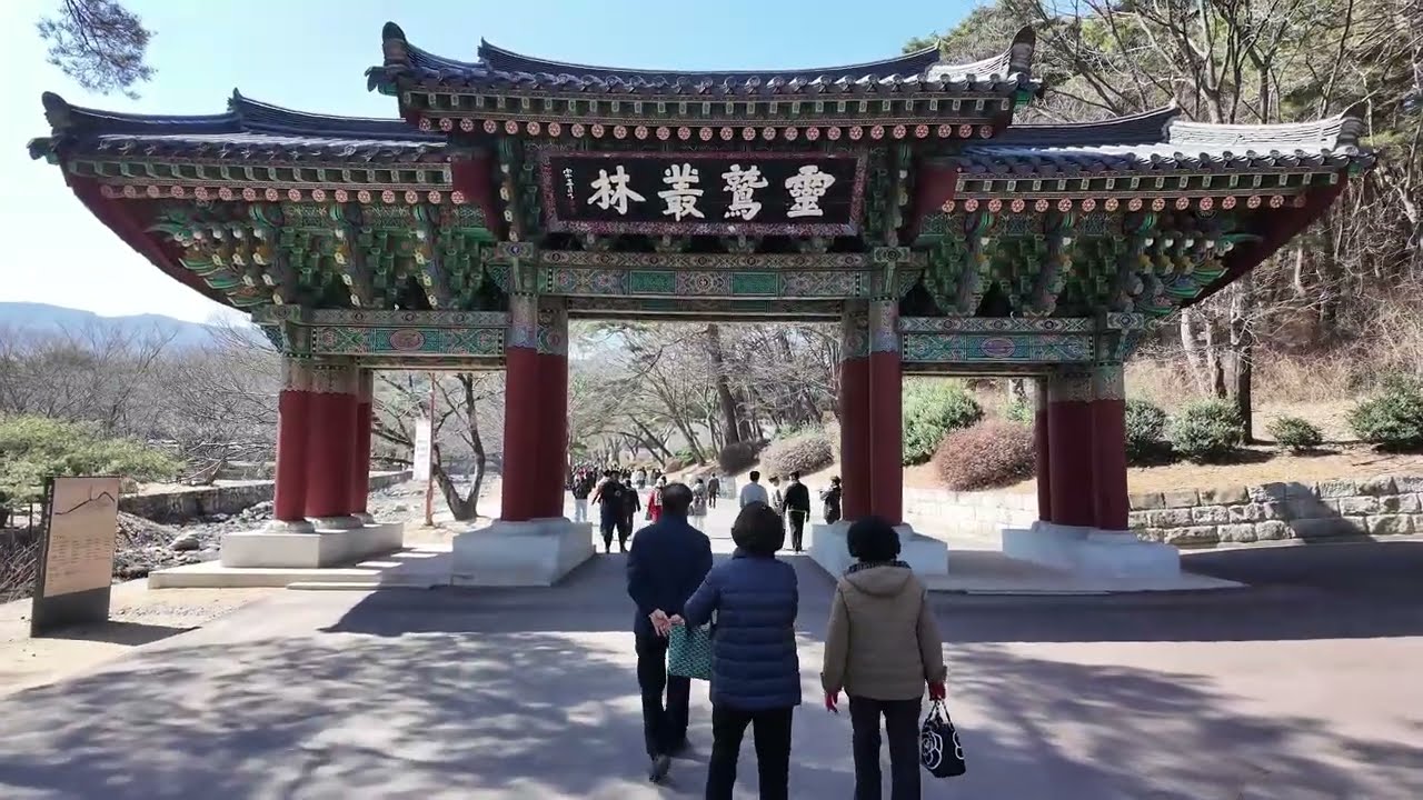 통도사 무풍한송로. 홍매화 우담바라꽃 나무덱크길 2026 3 7토