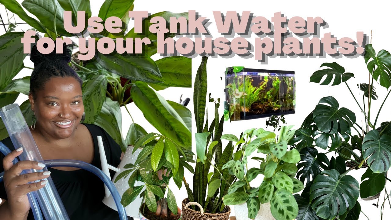 HOW TO FERTILIZE HOUSEPLANTS | aquarium water for plants