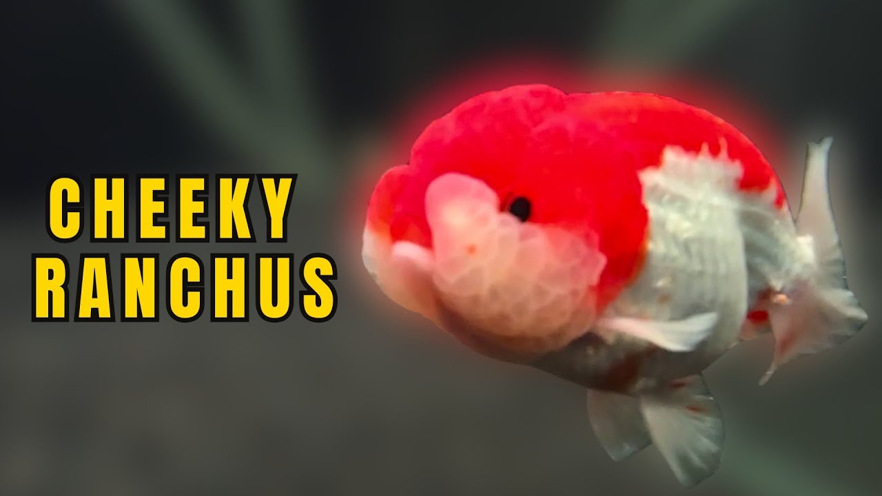 GOLDFISH RANCHU TANK SETUP | HIGH QUALITY EXOTIC FISHES
