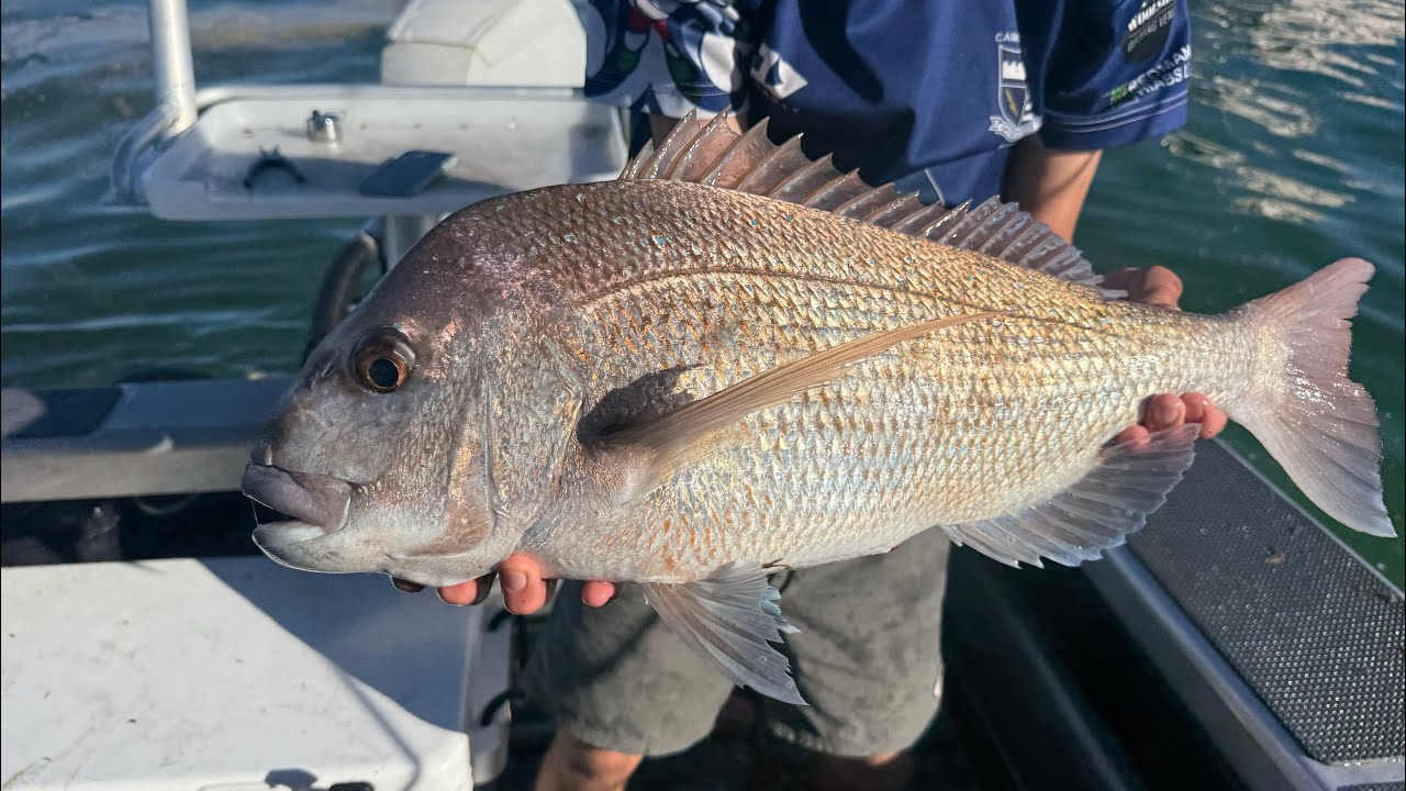 Muscle Farms Mission (Snapper Kingi)              📍COROMANDEL 