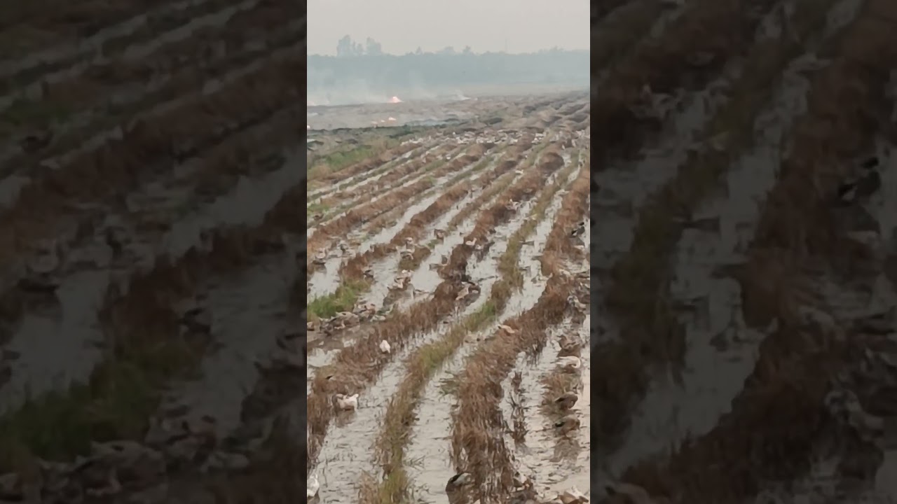 🇻🇳🪿#duck. copper smoke and ducks🦆🌴#satisfying #farmers