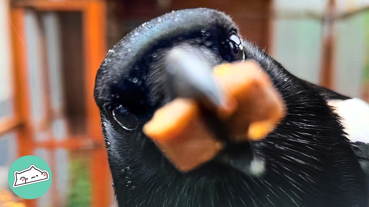 Woman Rescued Injured Baby Magpie, Now Every Day Is Fun | Cuddle Buddies