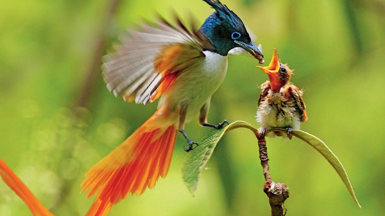 Bird mother feeding their hungry babies #birds #nature 