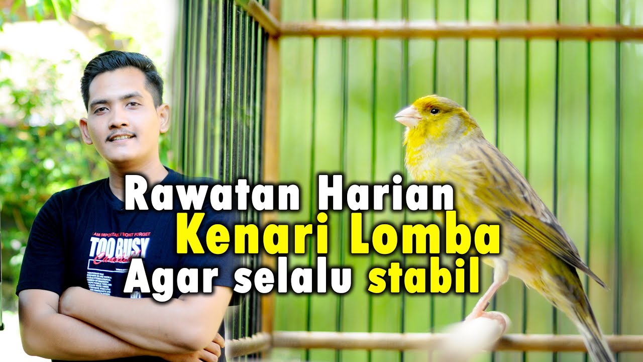 kunci sukses perawatan kenari lomba agar tetap setabil dan ngunci dilapangan - canary training