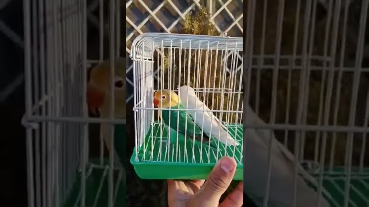 parbule x albino red eyes Beautiful pairing