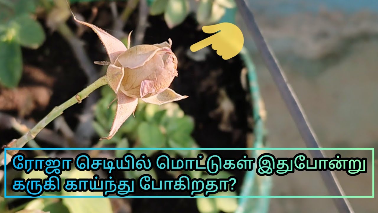 Why rose buds turn brown? | causes and solution | rose balling problem| rose buds drying |rose care