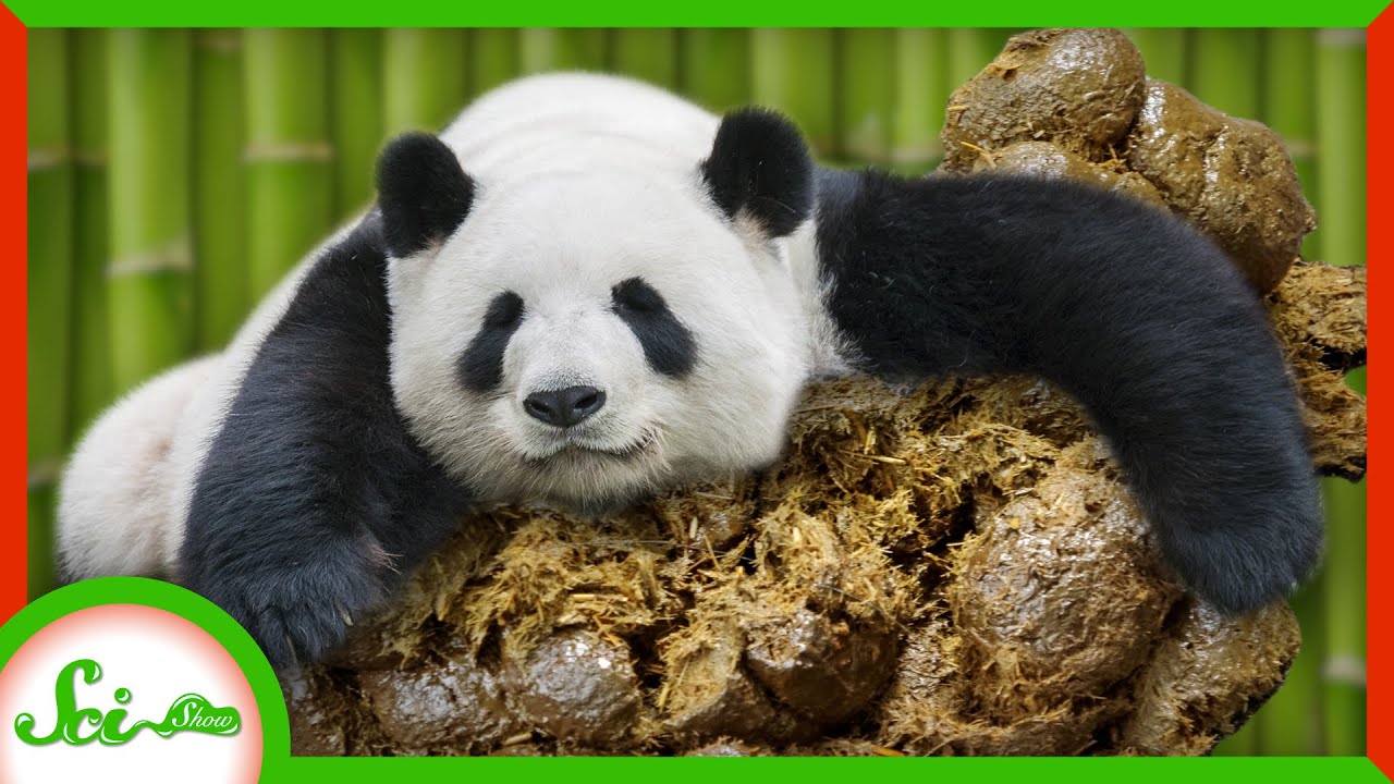 Why Pandas LOVE Rolling in Horse Manure