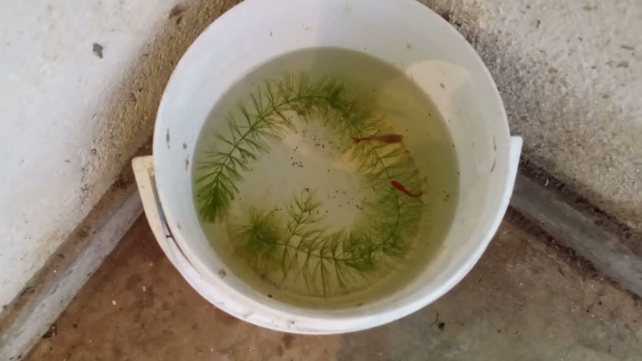 මගේ මාළුන්ට කෑම දාමු.🐬