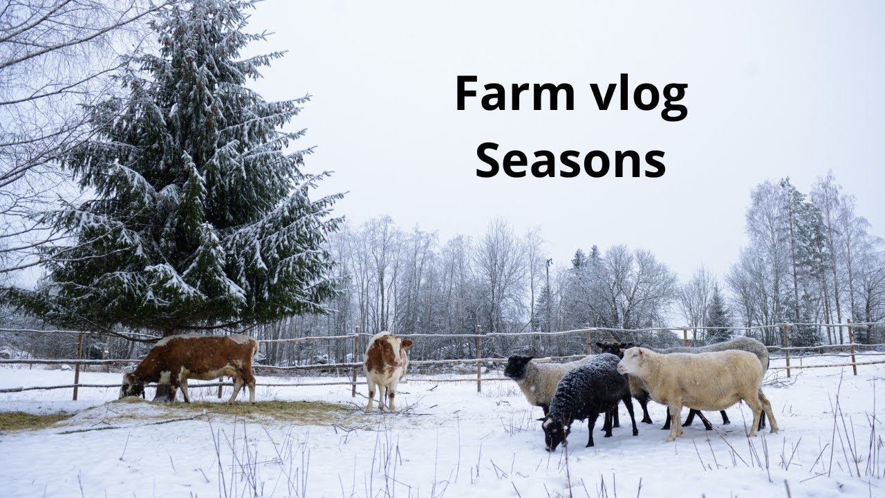 All Seasons |  Silent and Slow farm vlog from Finland