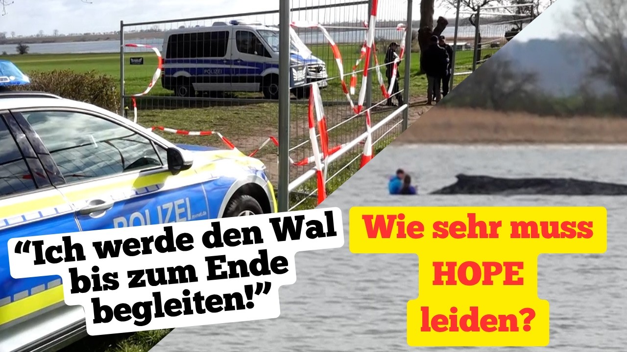 Wie sehr muss #HOPE vor der #Insel #Poel leiden? - #Minister will #Wal bis zum Ende begleiten!
